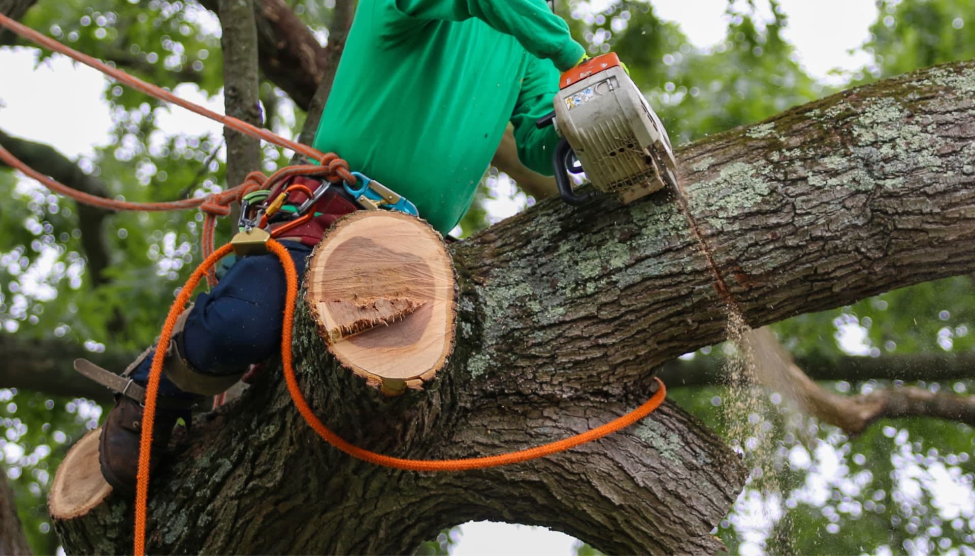 Shed your worries away with best tree removal in Grand Junction