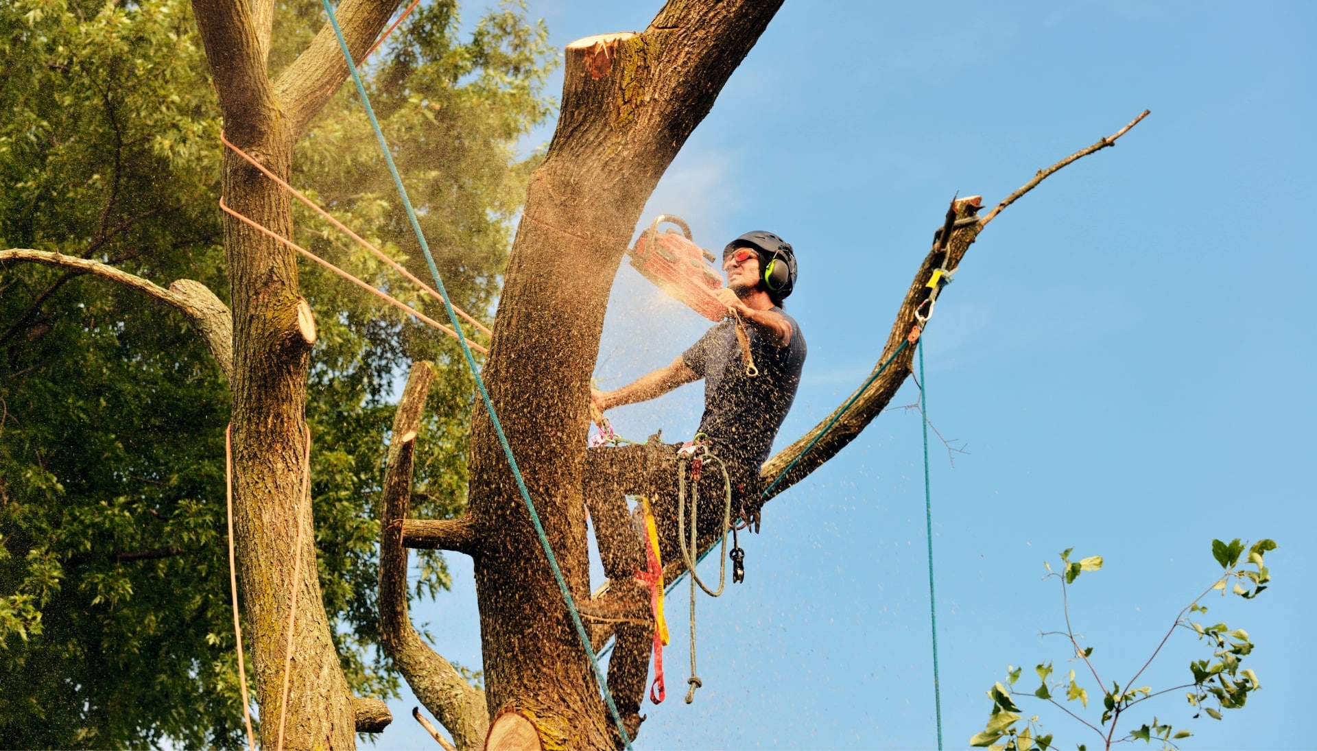 Get rid of tree problems with the expert tree removal contractors in Grand Junction