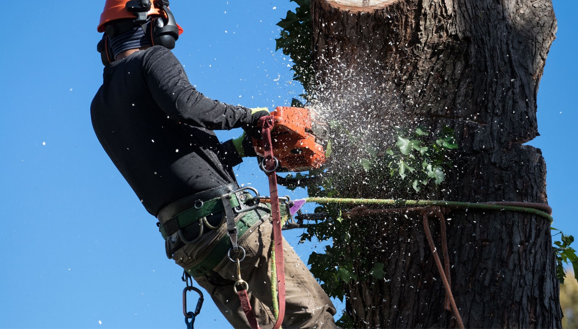 Professional Tree removal solutions in Grand Junction